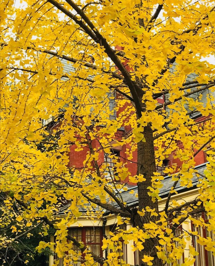 Washington D.C. gingko tree, displaying vibrant yellow leaves.
