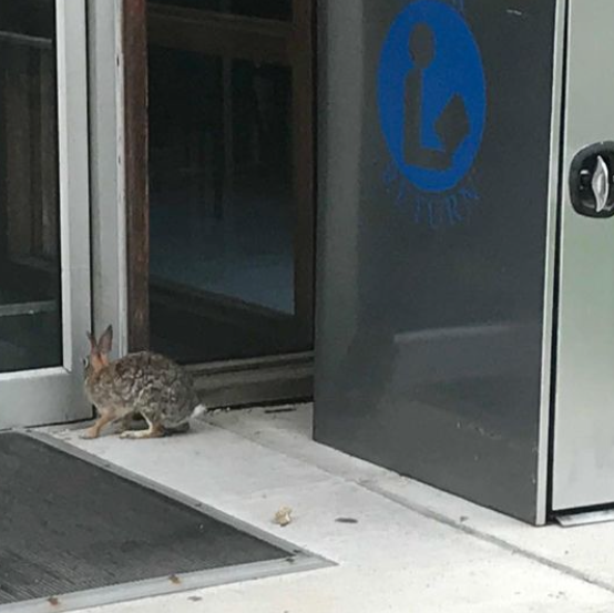 Wild bunny tries to visit library, peeking through the glass front door.