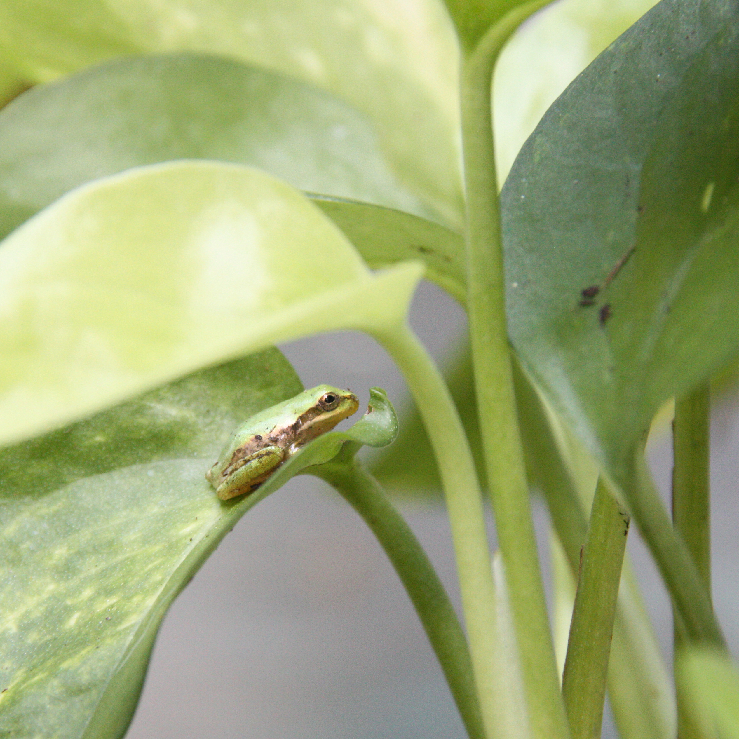 Tiny squirrel treefrog resting on my golden pothos plant.