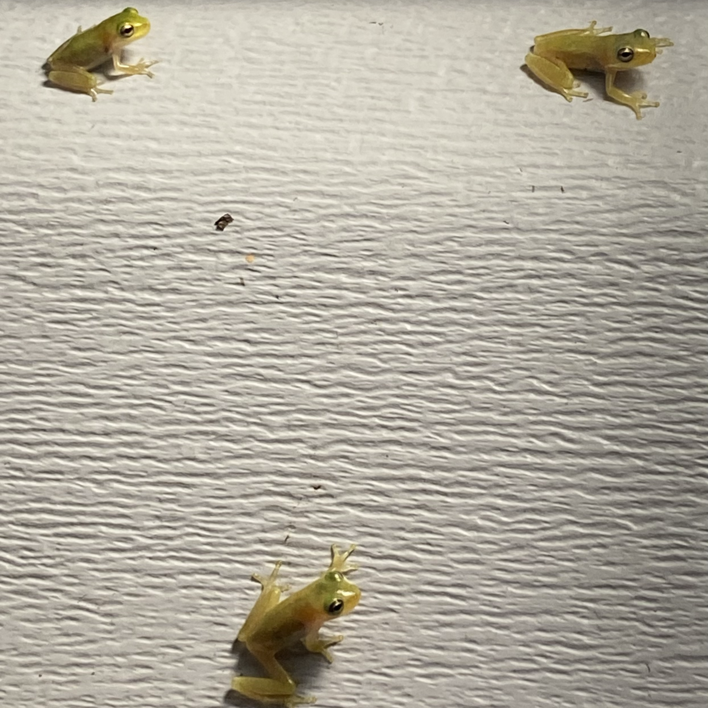 3 squirrel treefrogs clinging to the side of a house. They are arranged in a triangle shape.