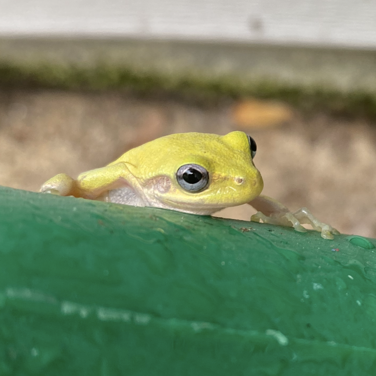 Close-up shot of a squirrel treefrog peeking over the side of a green watering can.