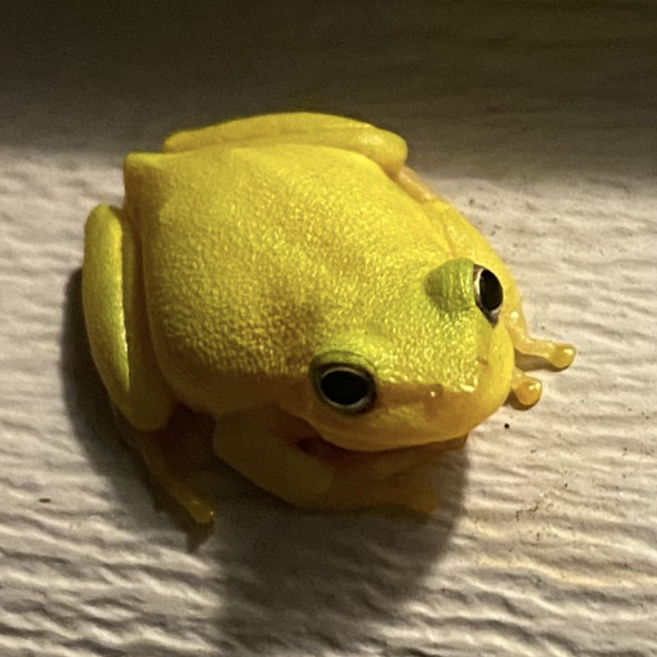 Close-up shot of a squirrel treefrog. It is a bright, neon light green and probably an inch and a half in length.