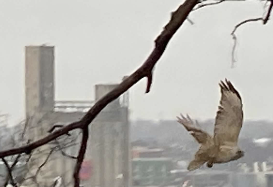 Hawk flying amongst a cloudy Richmond, Virginia sky.