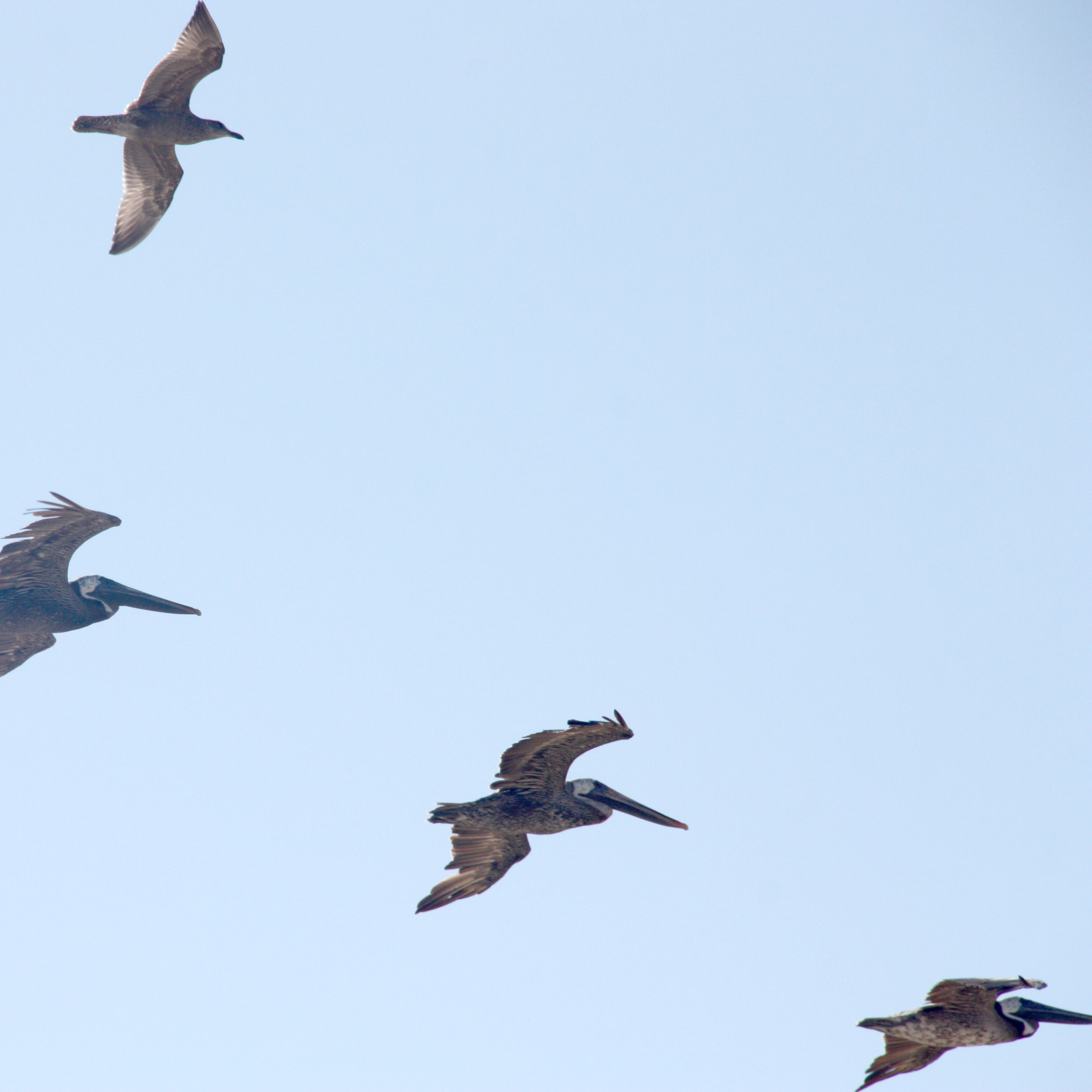 3 brown pelicans fly with a seagull in a triangular shape in front of a pale blue sky.