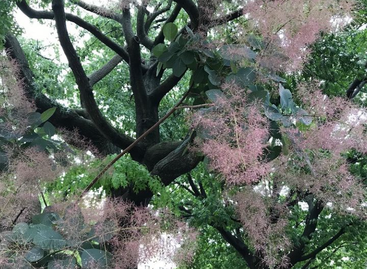 Smoke bush with mauve, whispy flowers.