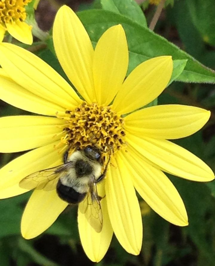 Washington D.C. bee on bright yellow flower.