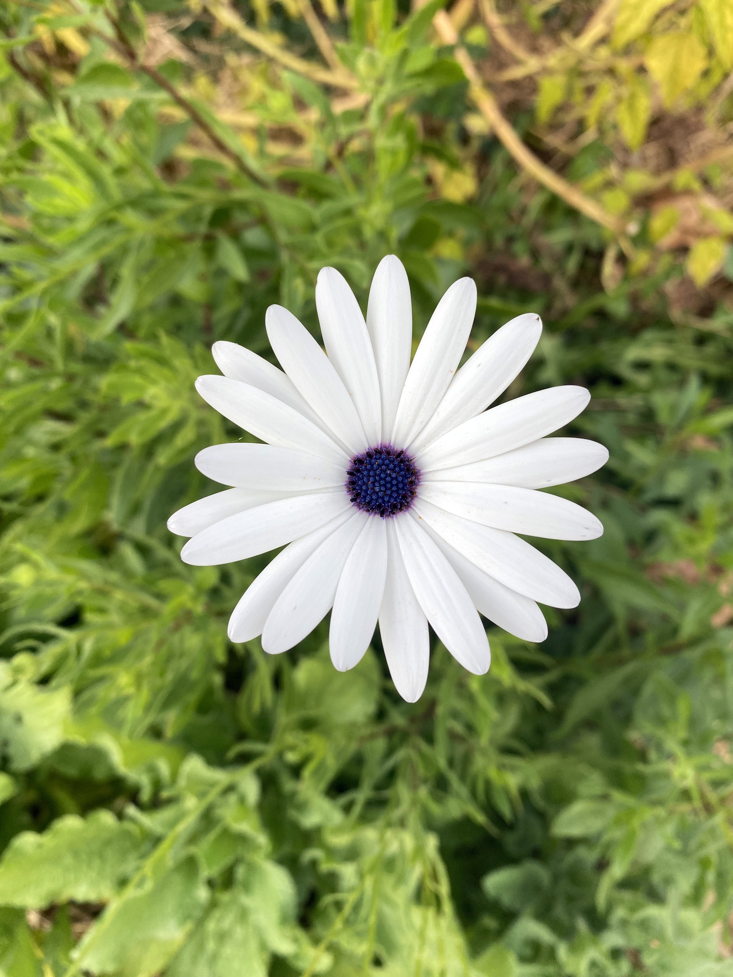 Daisy with white petals and a purple center.