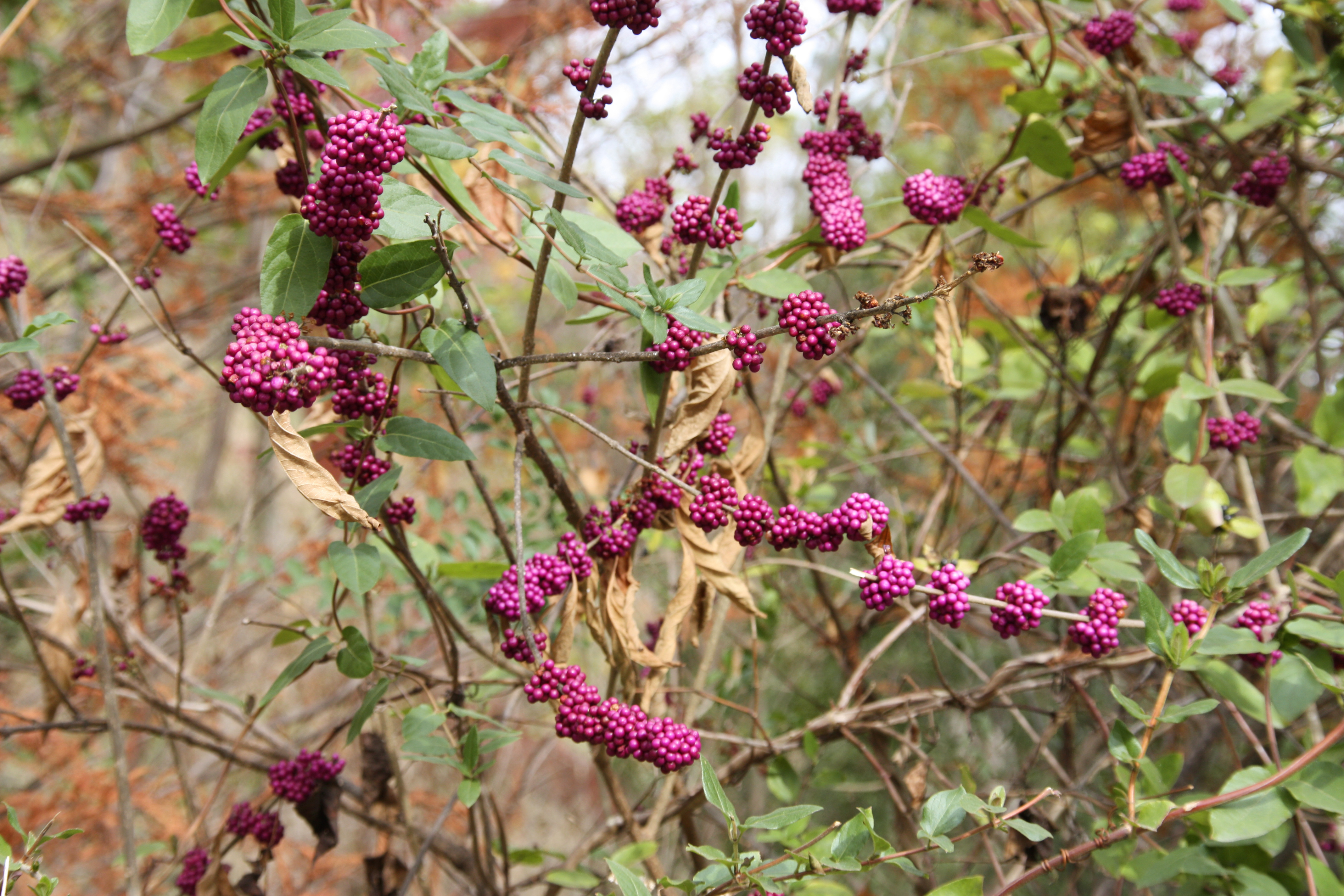 Shrub with small green leaves and bright fuchsia berries.