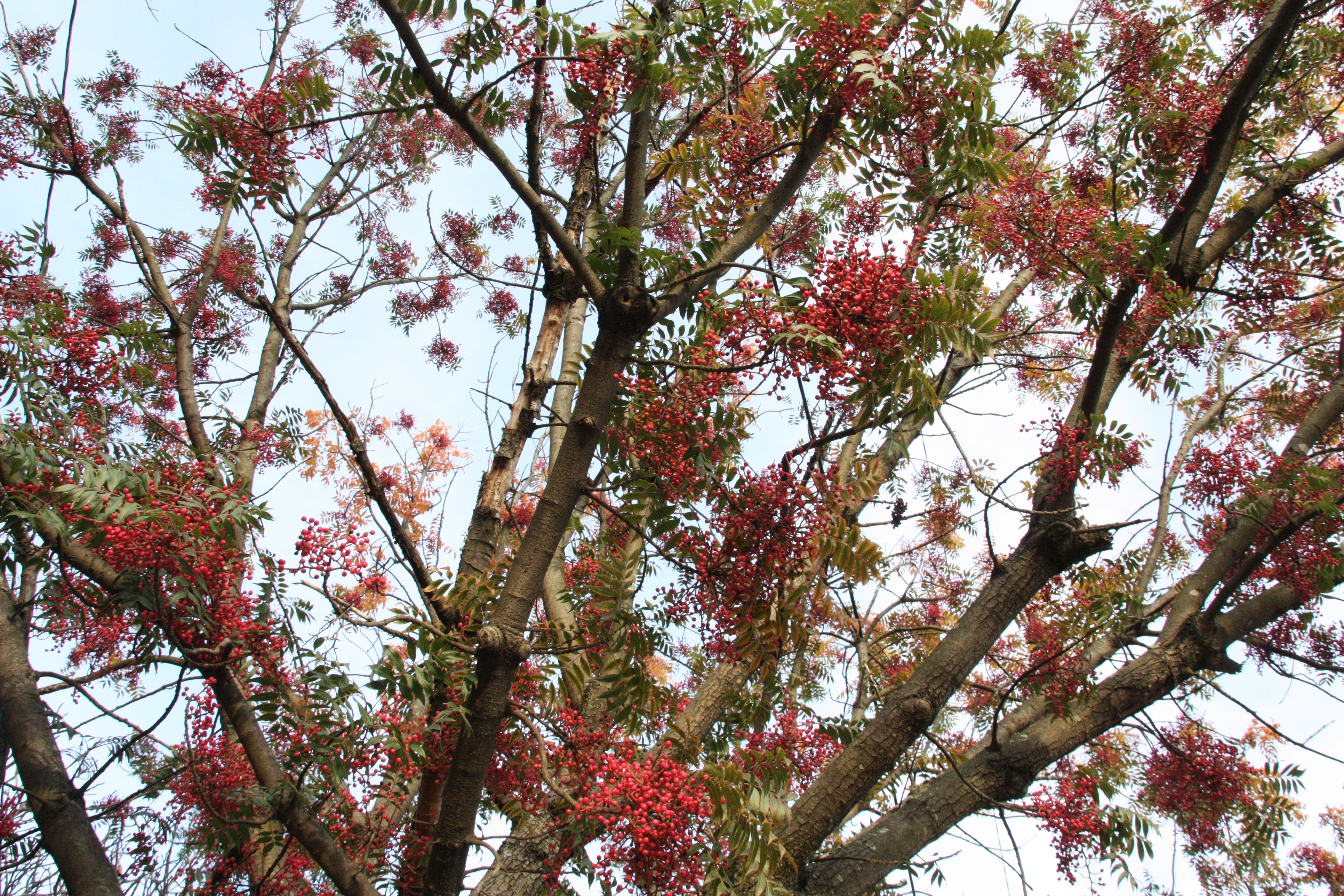 A medium-sized tree with clusters of small, bright red berries and green, feather-like leaves.