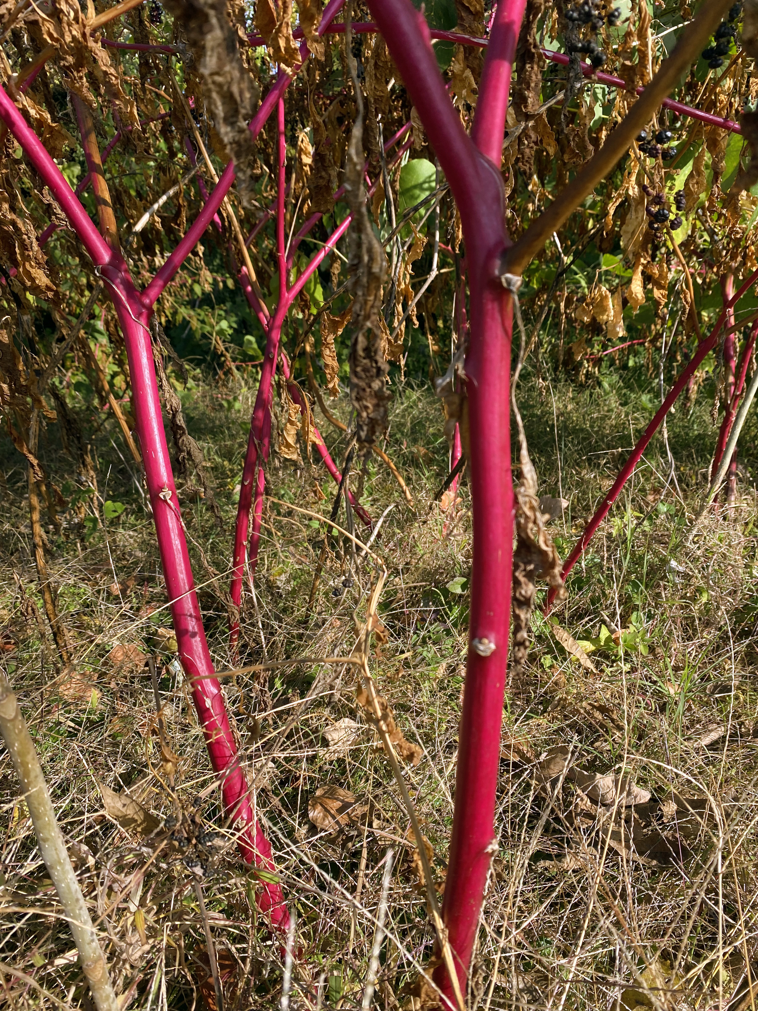 The bright fuschia stems of a group of American Pokeweeds amongst dead grass.