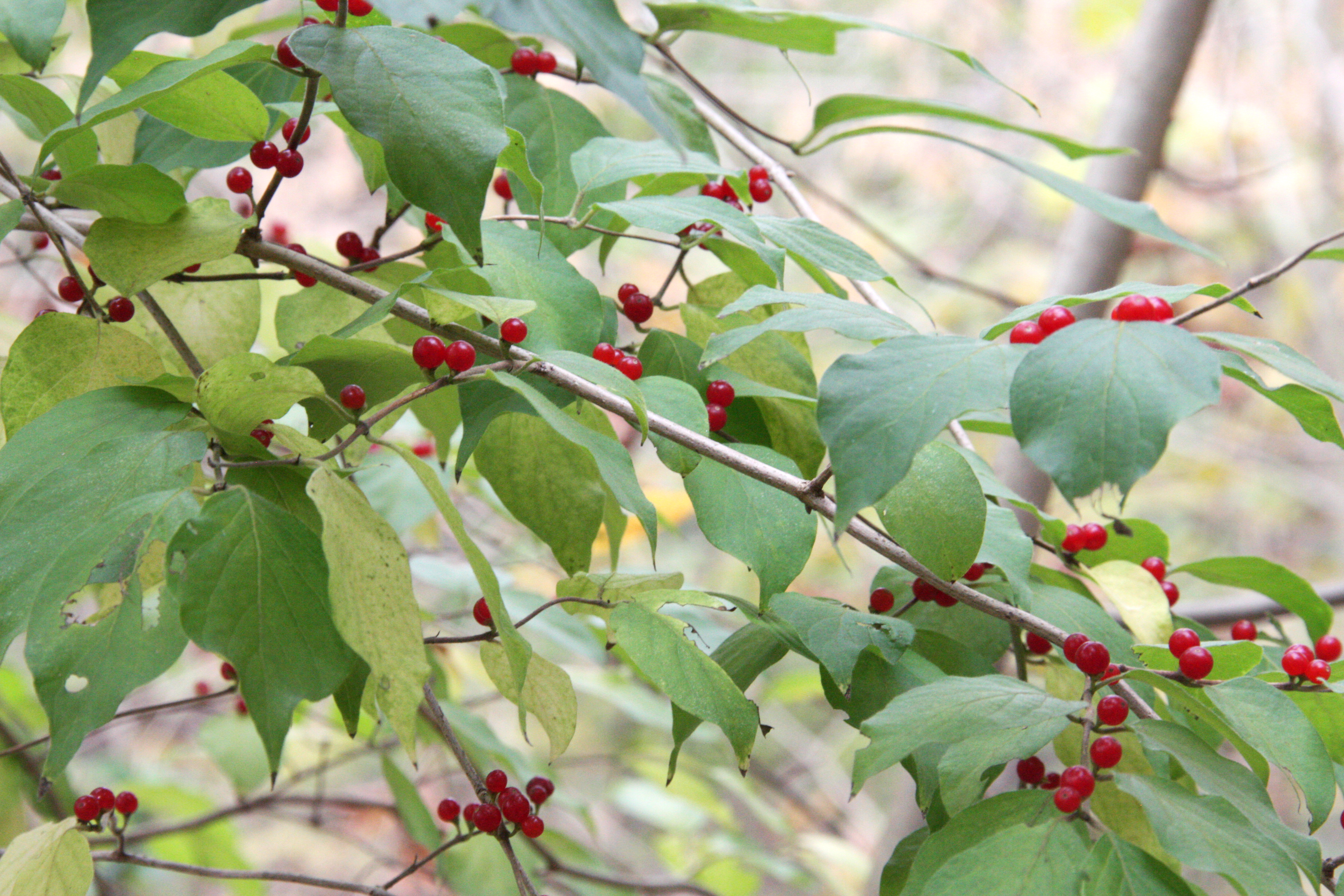 Thin branch of a tree, peppered with vibrant, small red berries and small, green, tear shaped leaves.