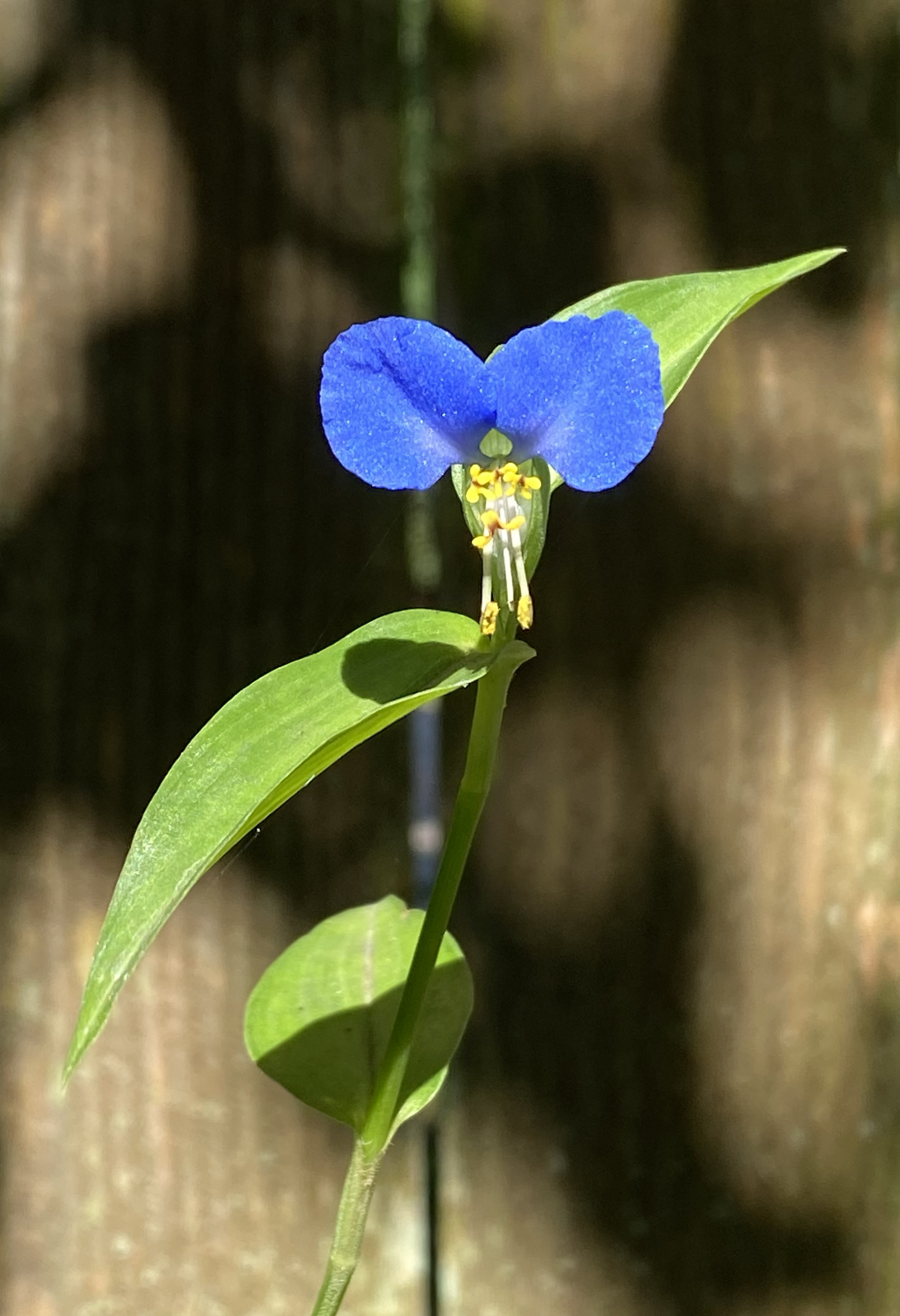 Tiny, singular violet flower grows on thin, bamboo-like stalk.