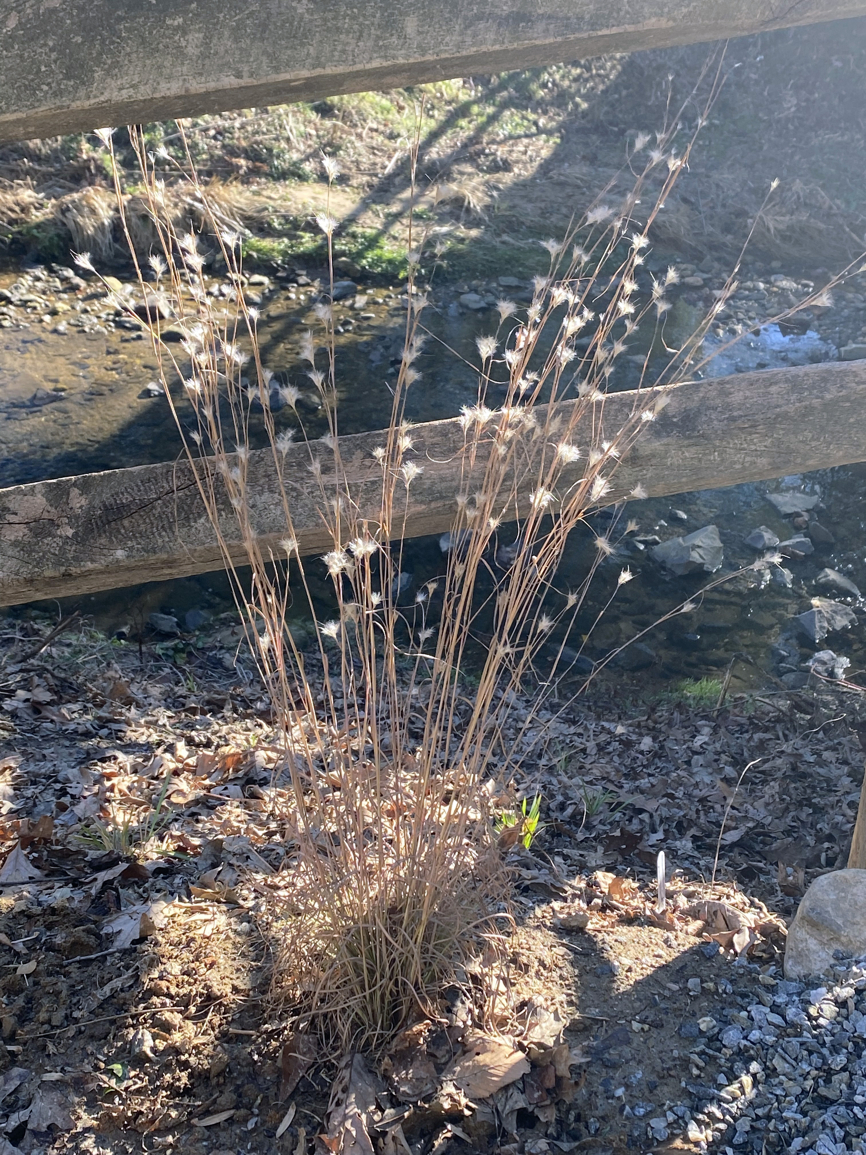 Tall, dead grass with small, white puffs at the end of each blade of grass.