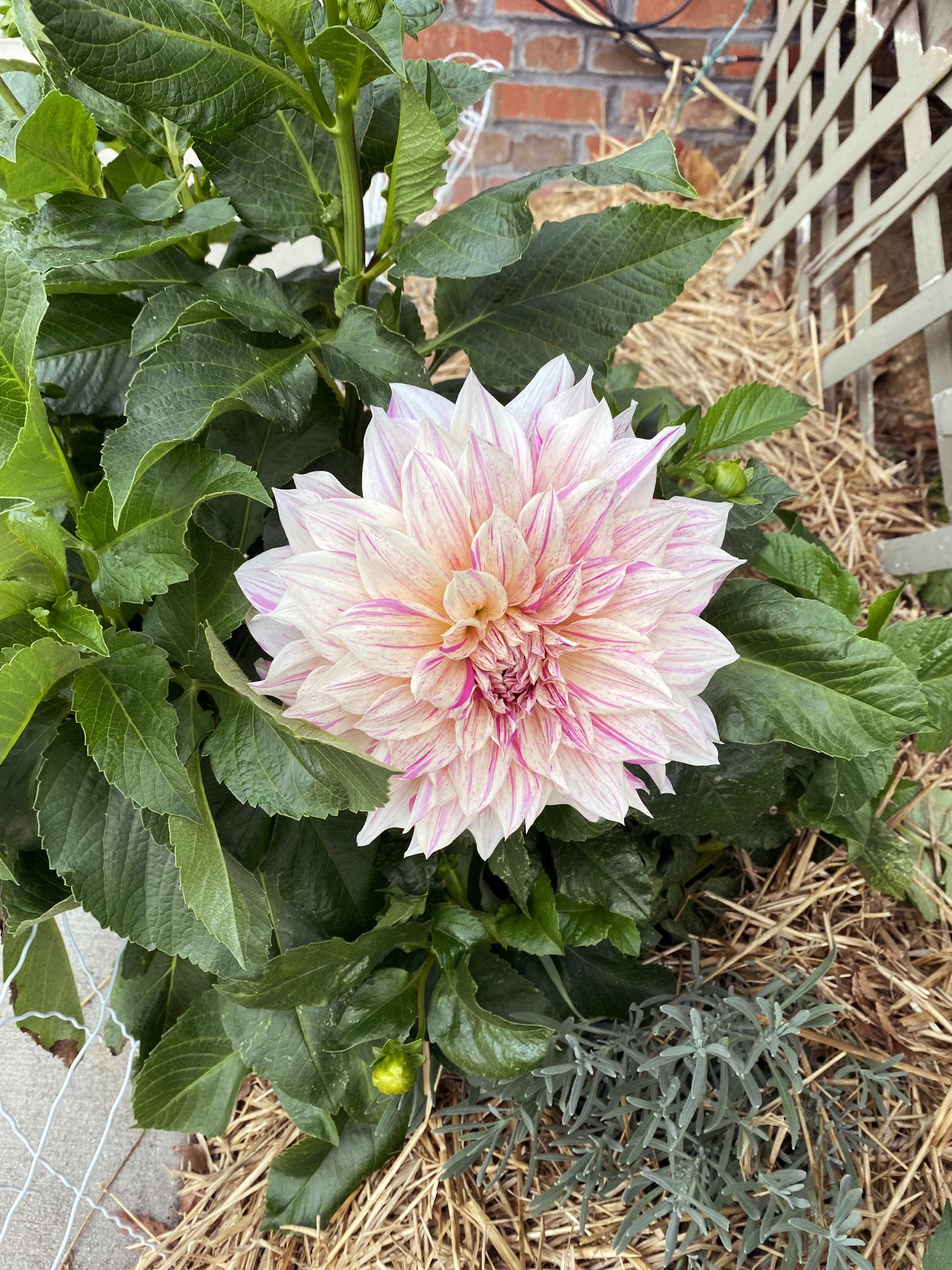 Very pale pink flower with many soft streaks of darker pink.