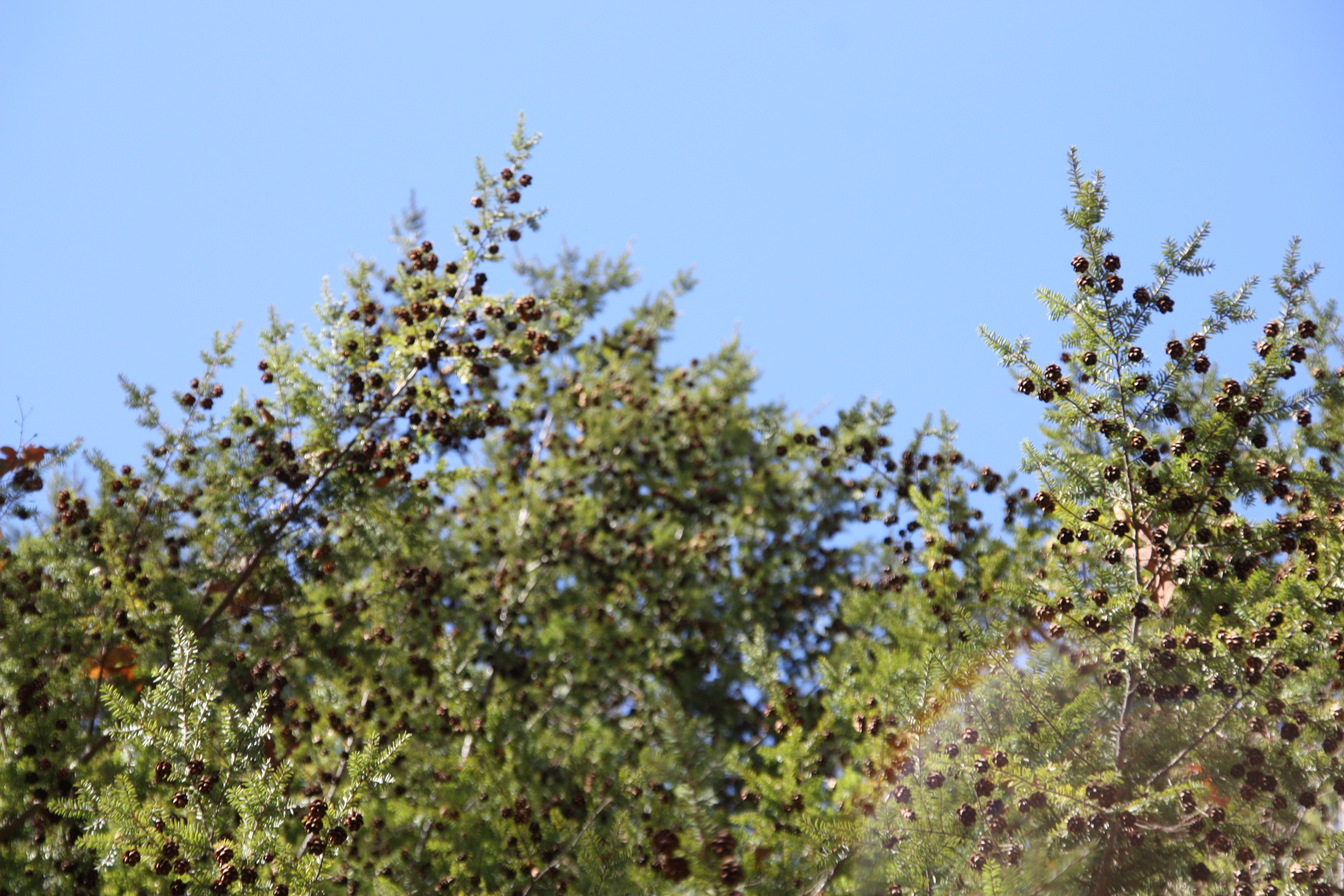 Upward shot of a coniferous tree with tiny pinecones.