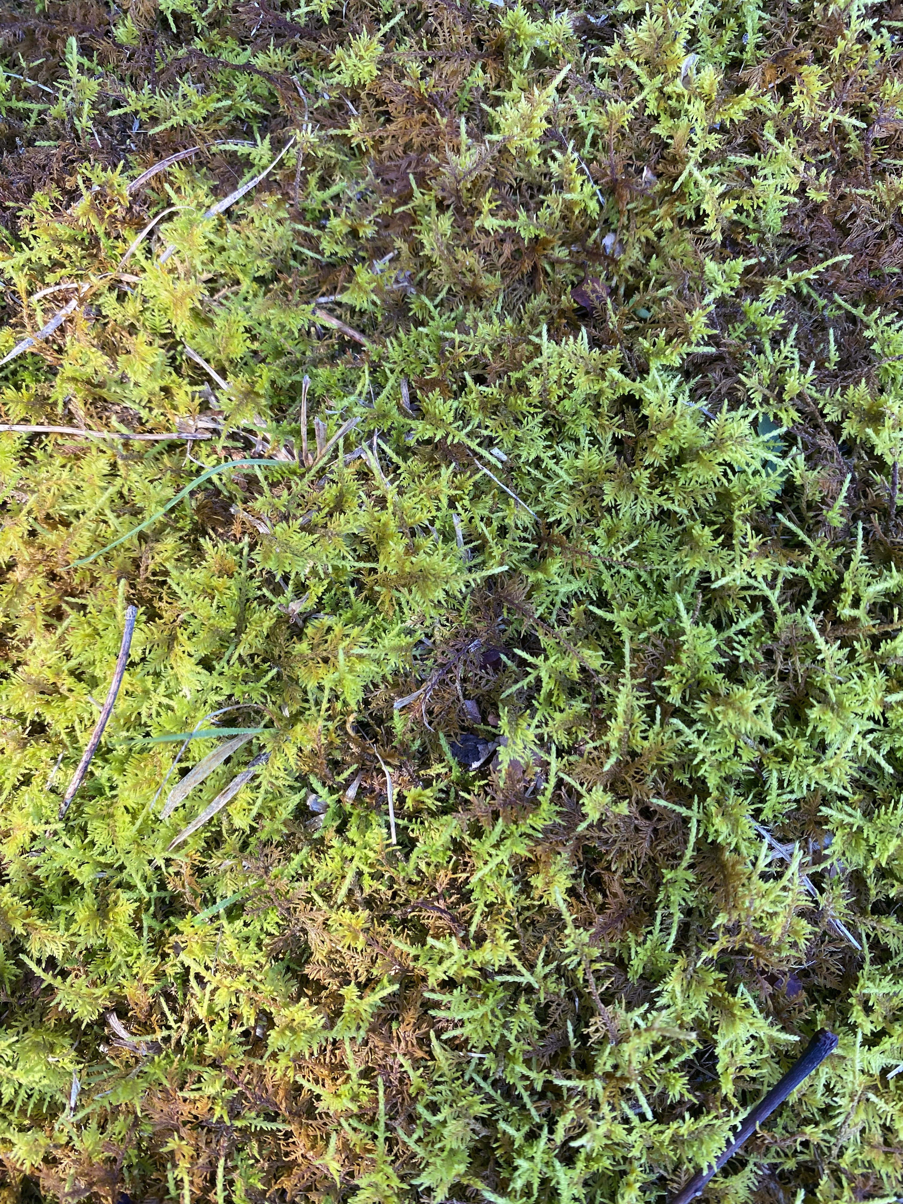 Close-up shot of moss with fern-like tendrils.