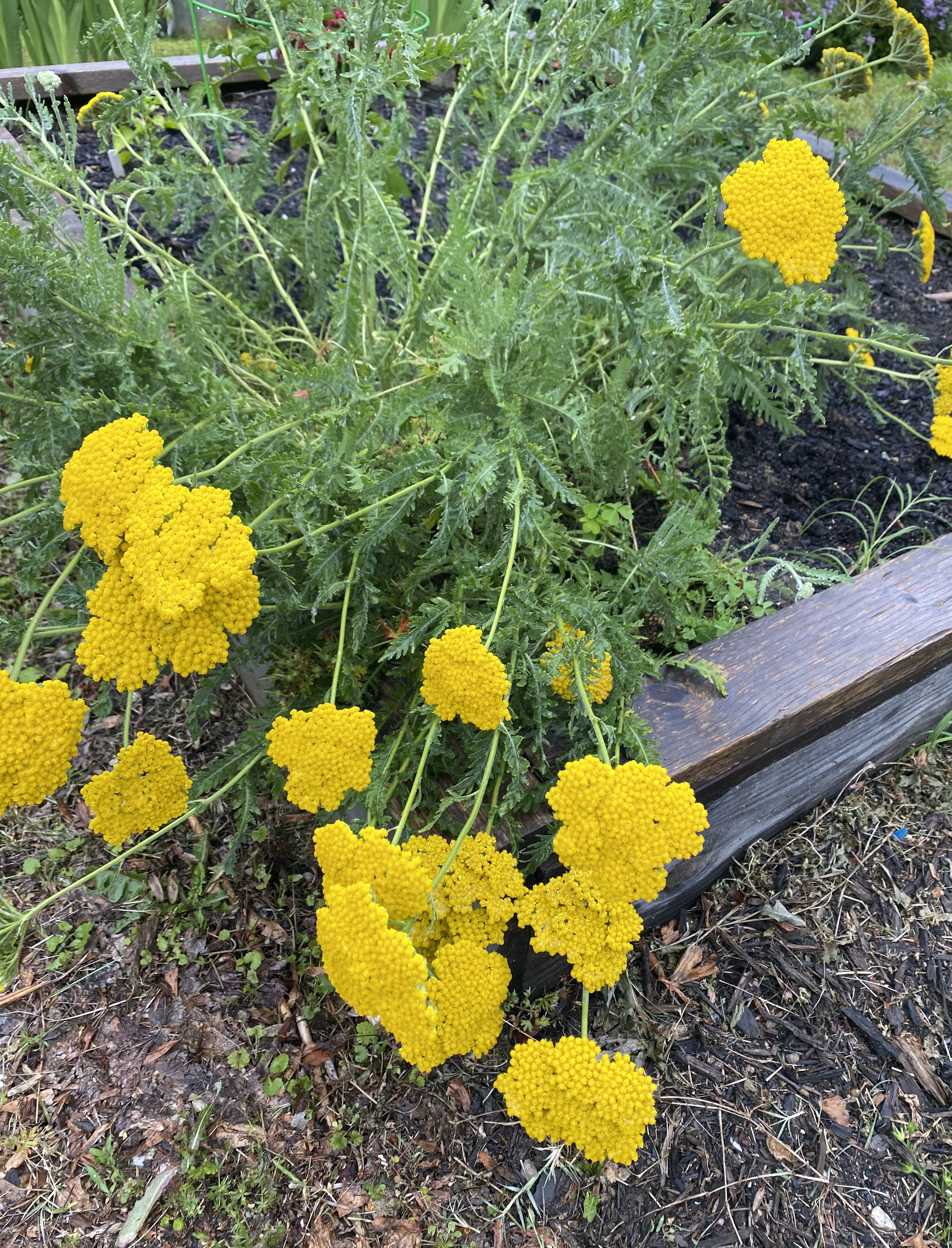 Yellow flowers growing on long stems with lacy green leaves.