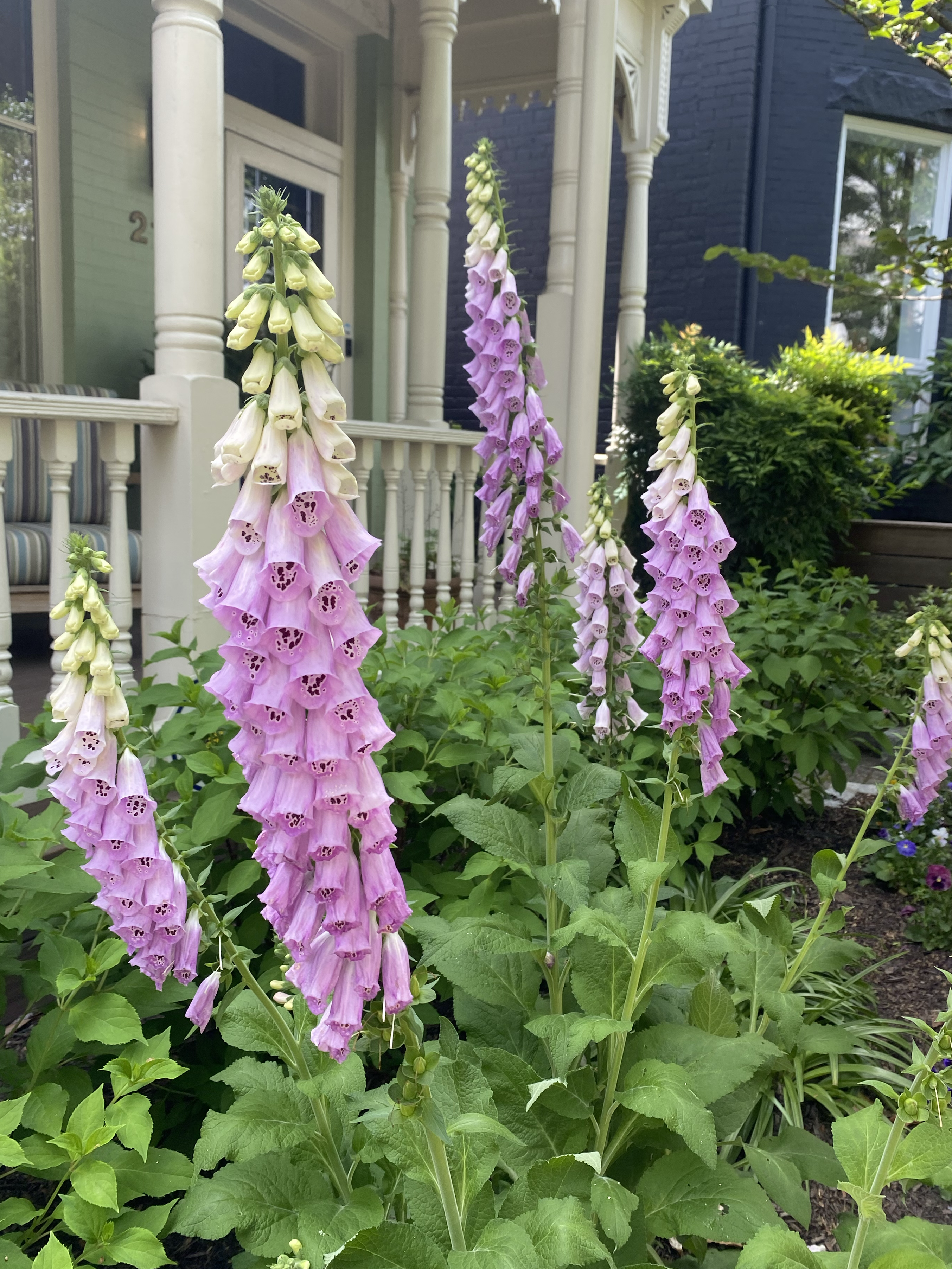 Tall stalks with several feet of hanging, bell-shaped flowers. Tones gradiate from white to pink.