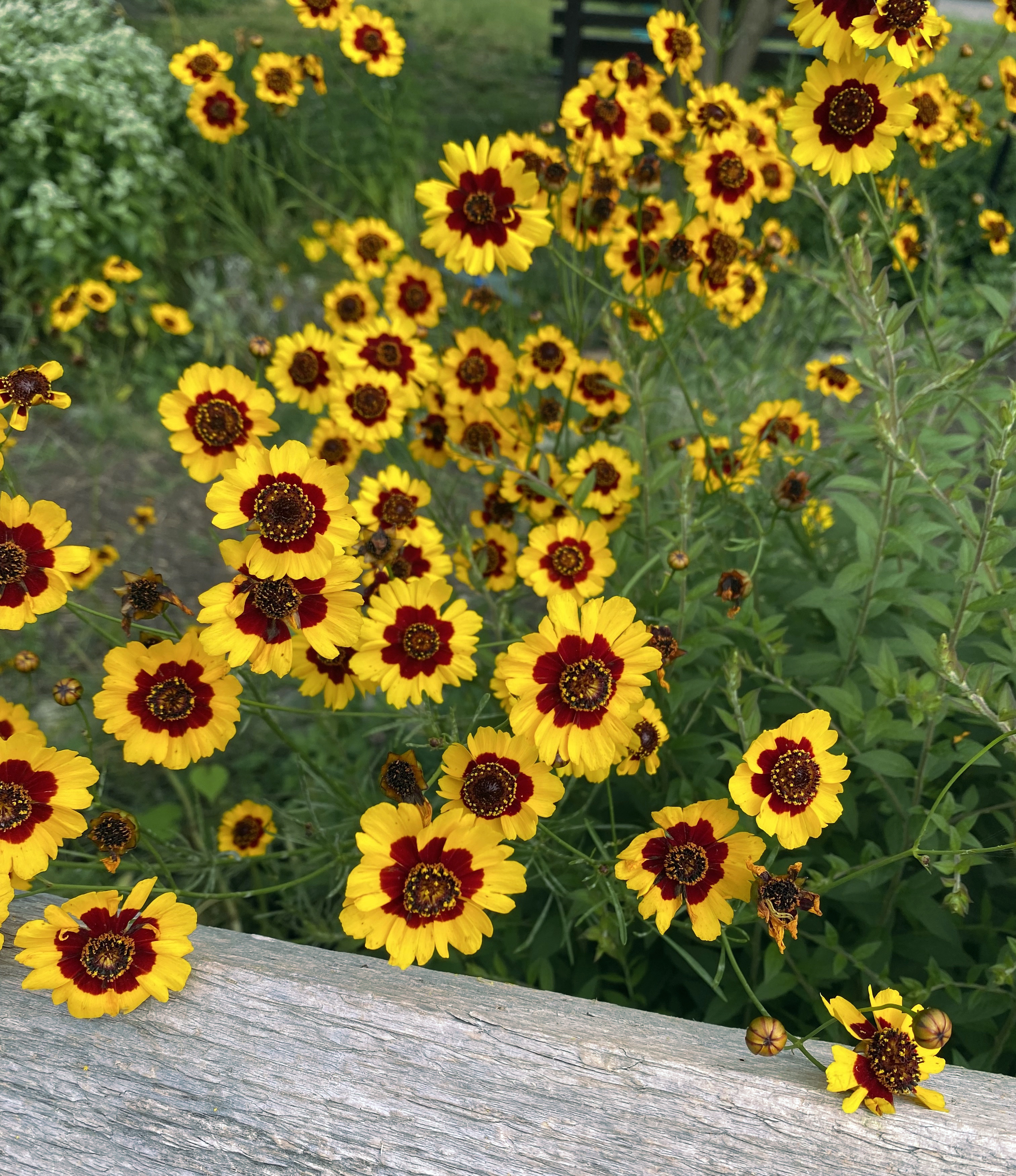 Yellow flowers with dark red centers.