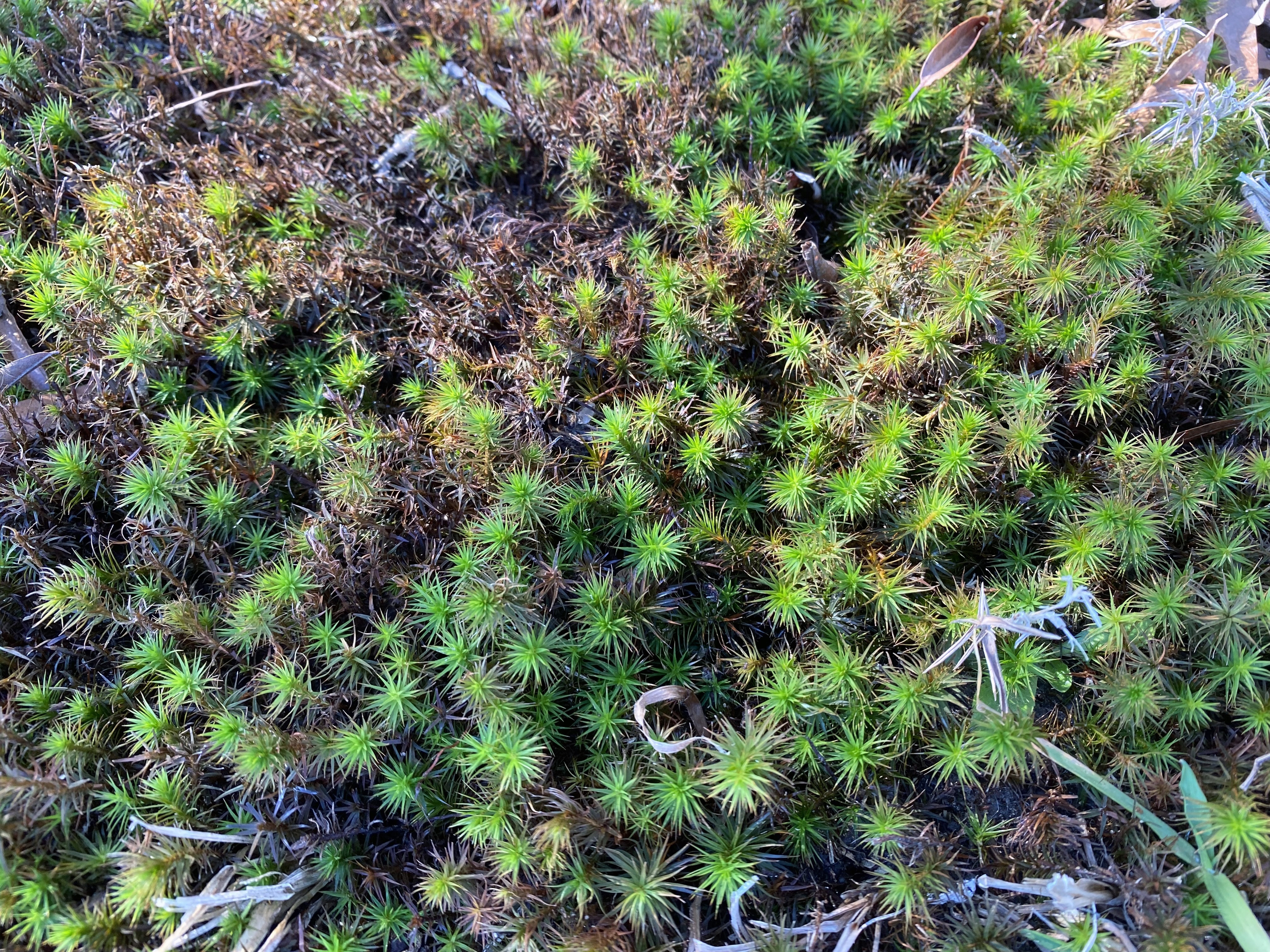 Short, spiky, green moss.