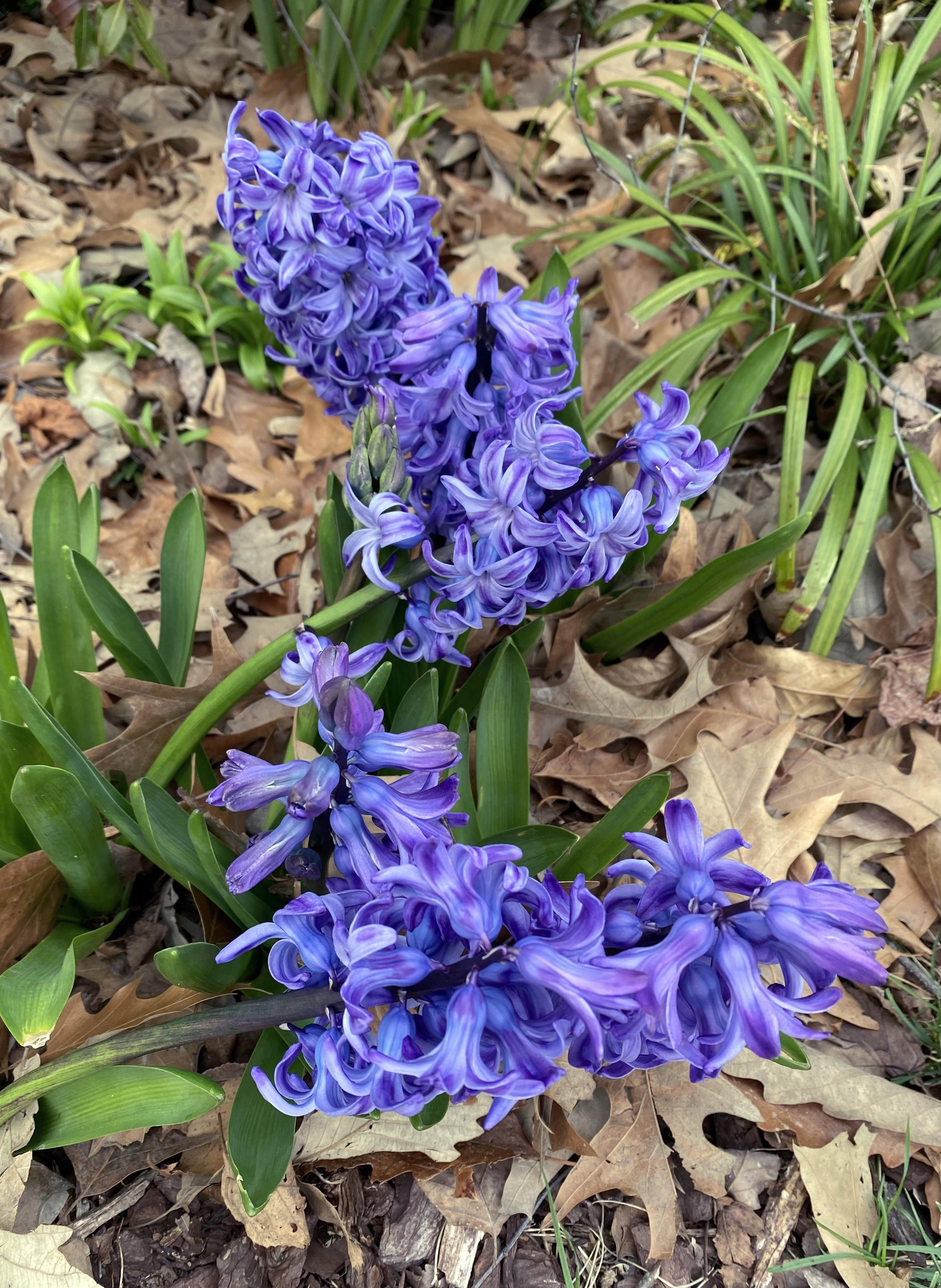 Dark lavender flowers growing in cone-shaped clusters.