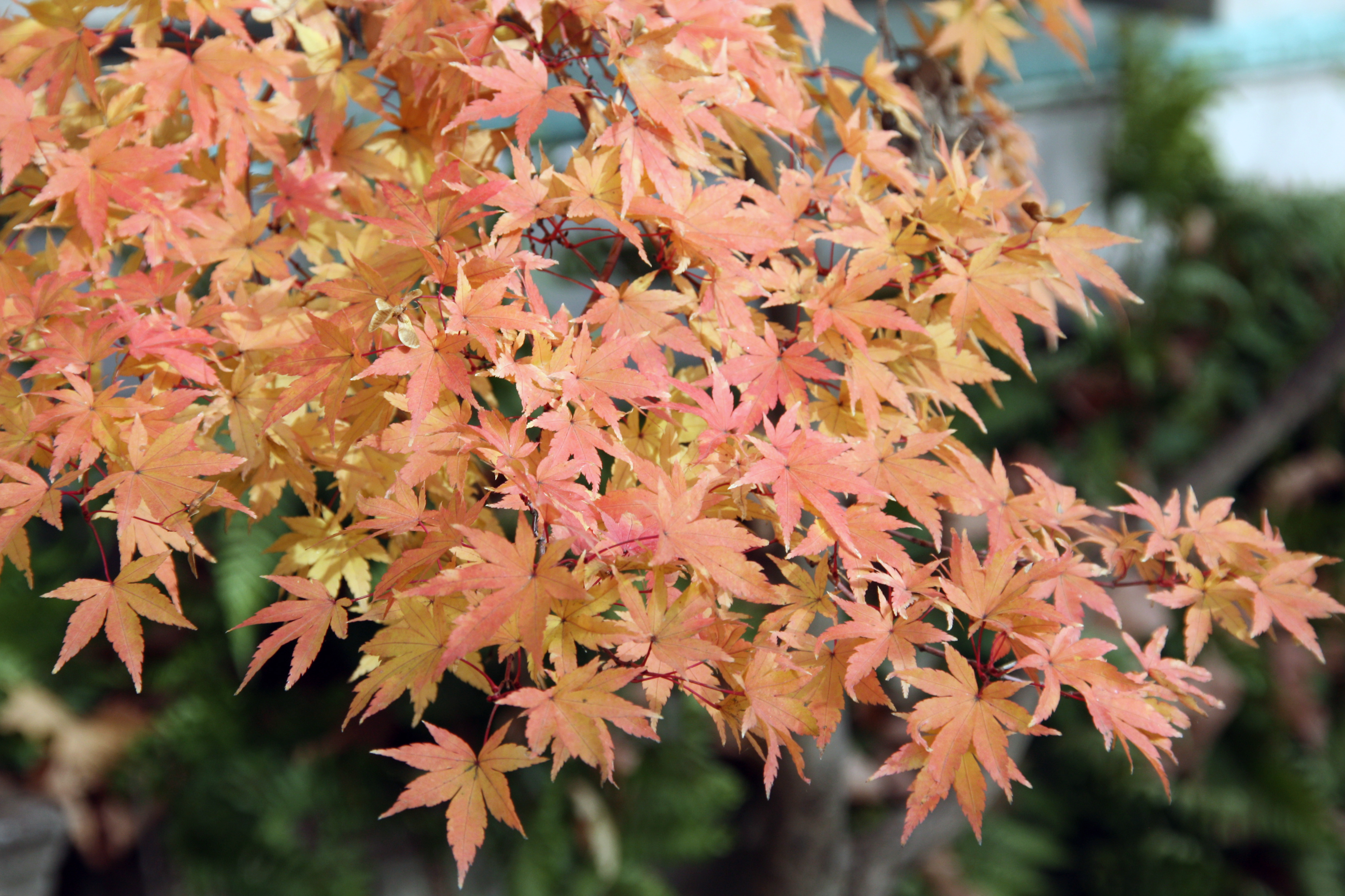 Soft orange leaves of a Japanese Maple tree.