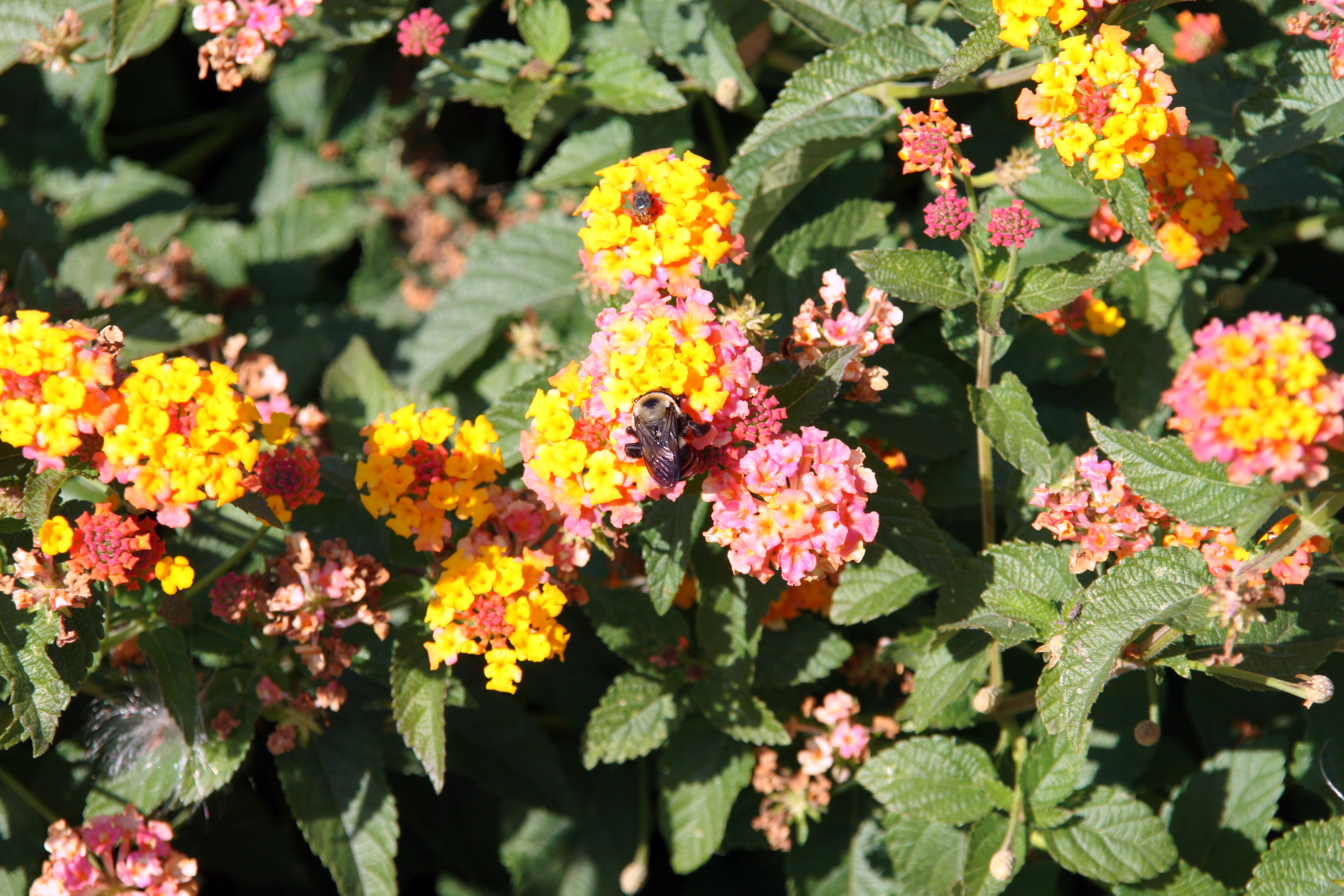 Close-up shot of small pink and yellow flowers amongst green leaves.