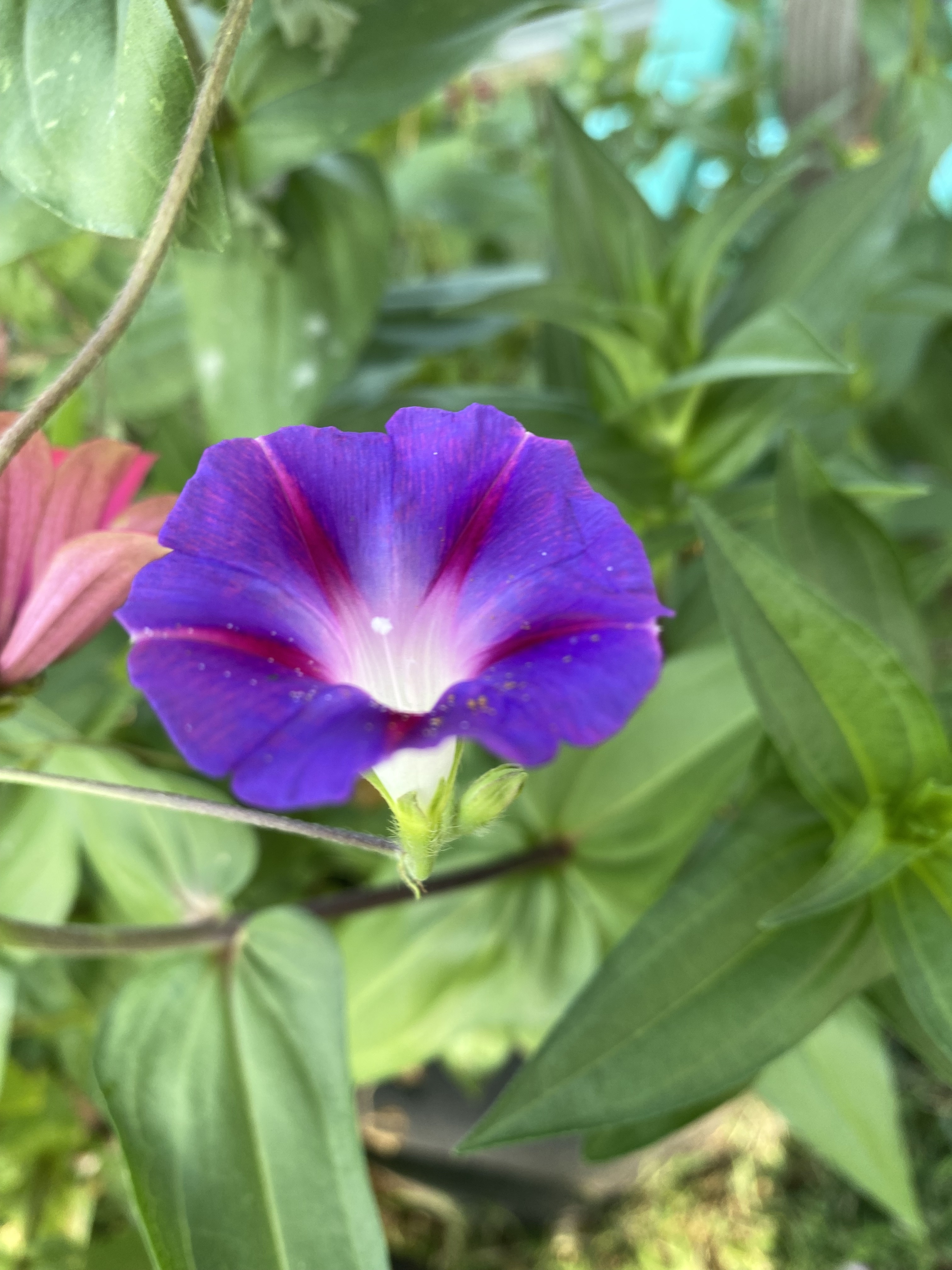 Bright purple flower growing on a vine.