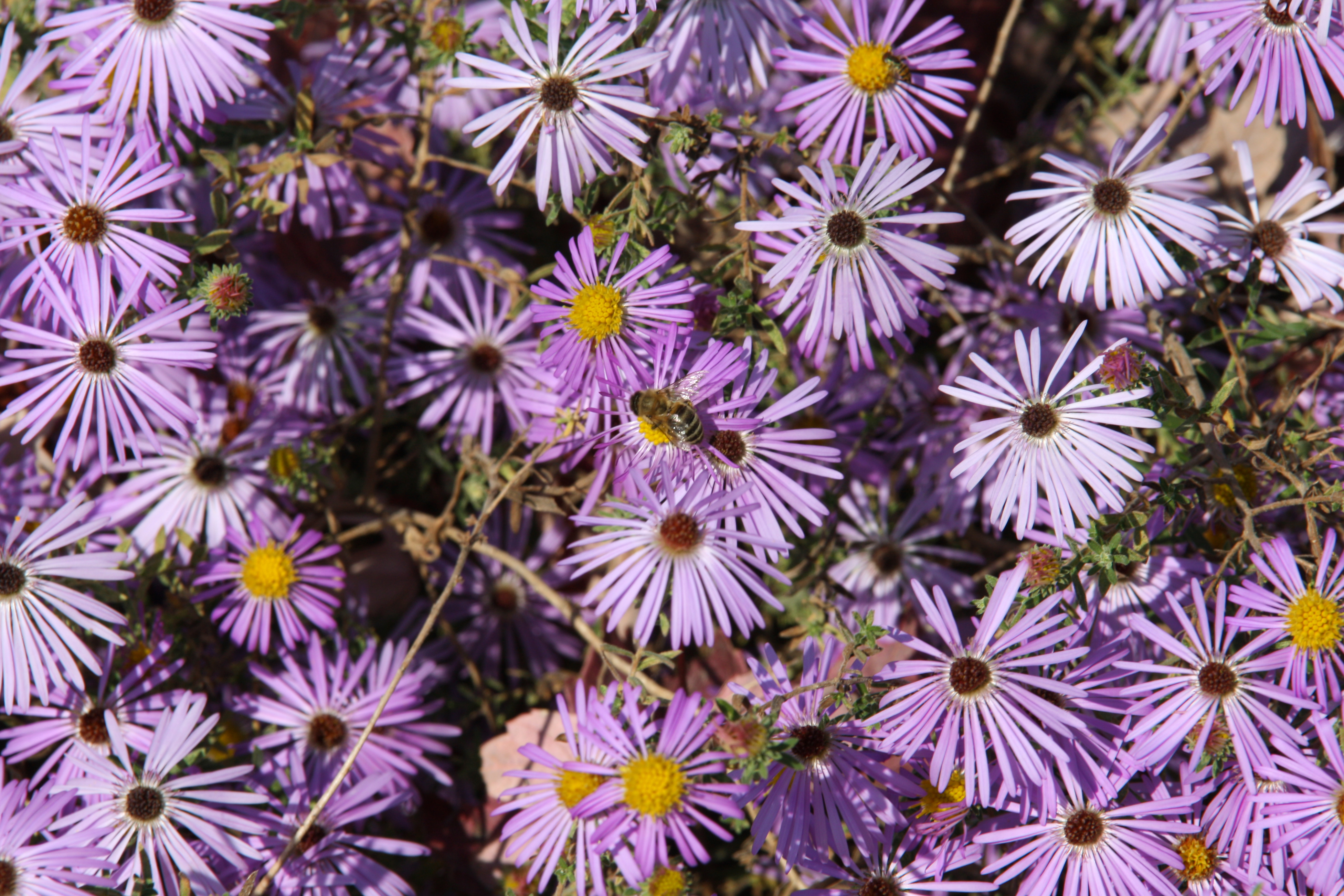 A group of purple flowers, some with yellow centers, some with brown. A bee rests on one of the flowers.