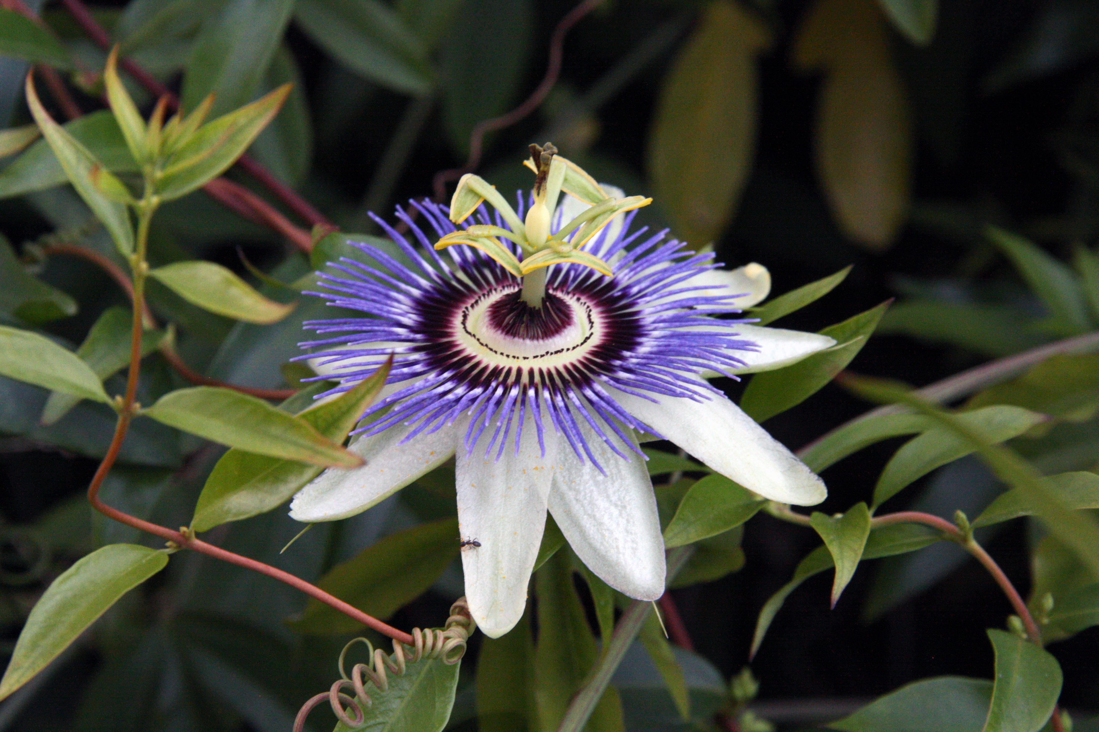 Tropical-looking flower with white petals and an extravagant light and dark purple, white and soft-yellow center.