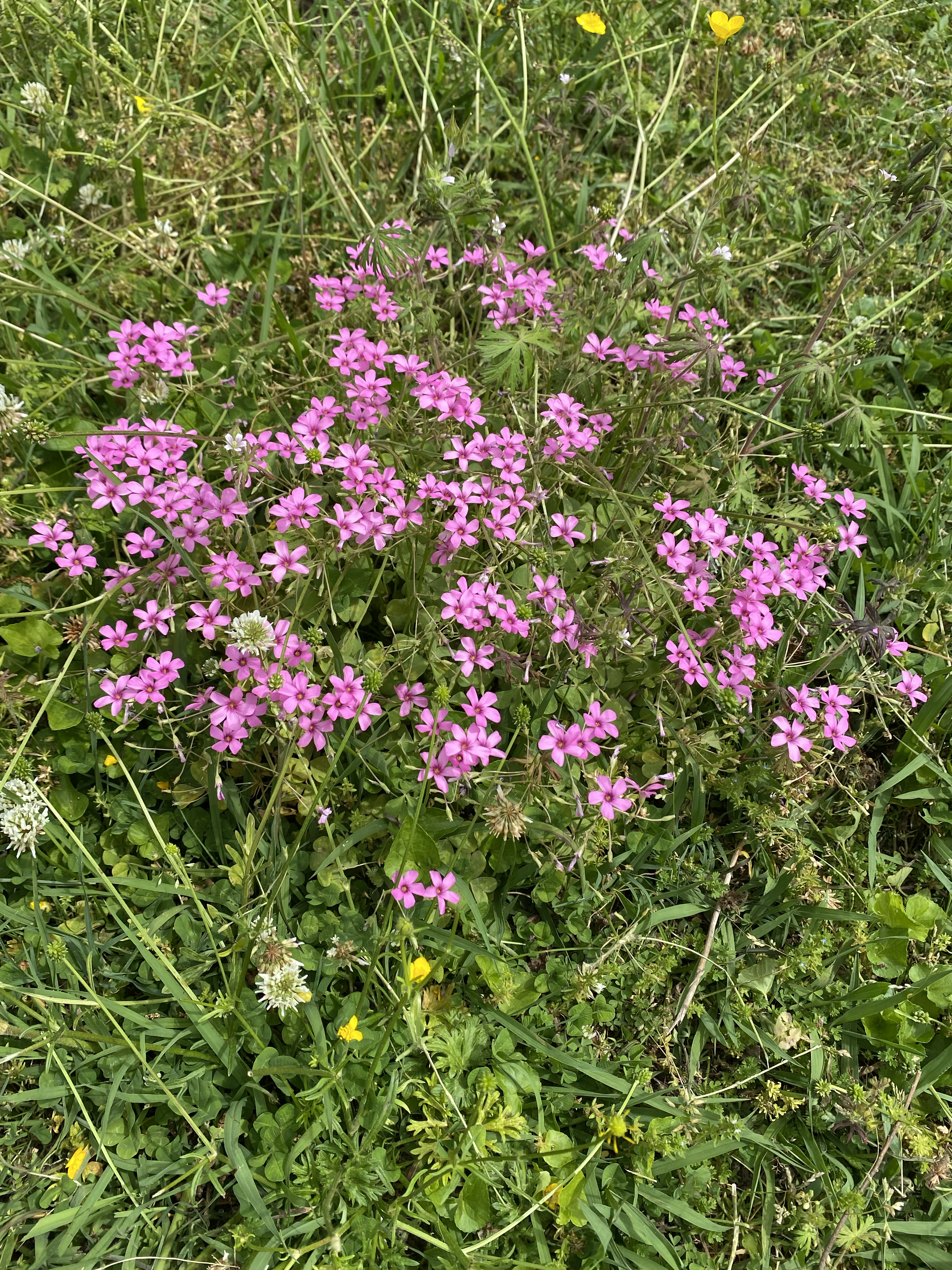 Tiny, star-shaped fuschia flowers growing in a bed of weeds and grass.