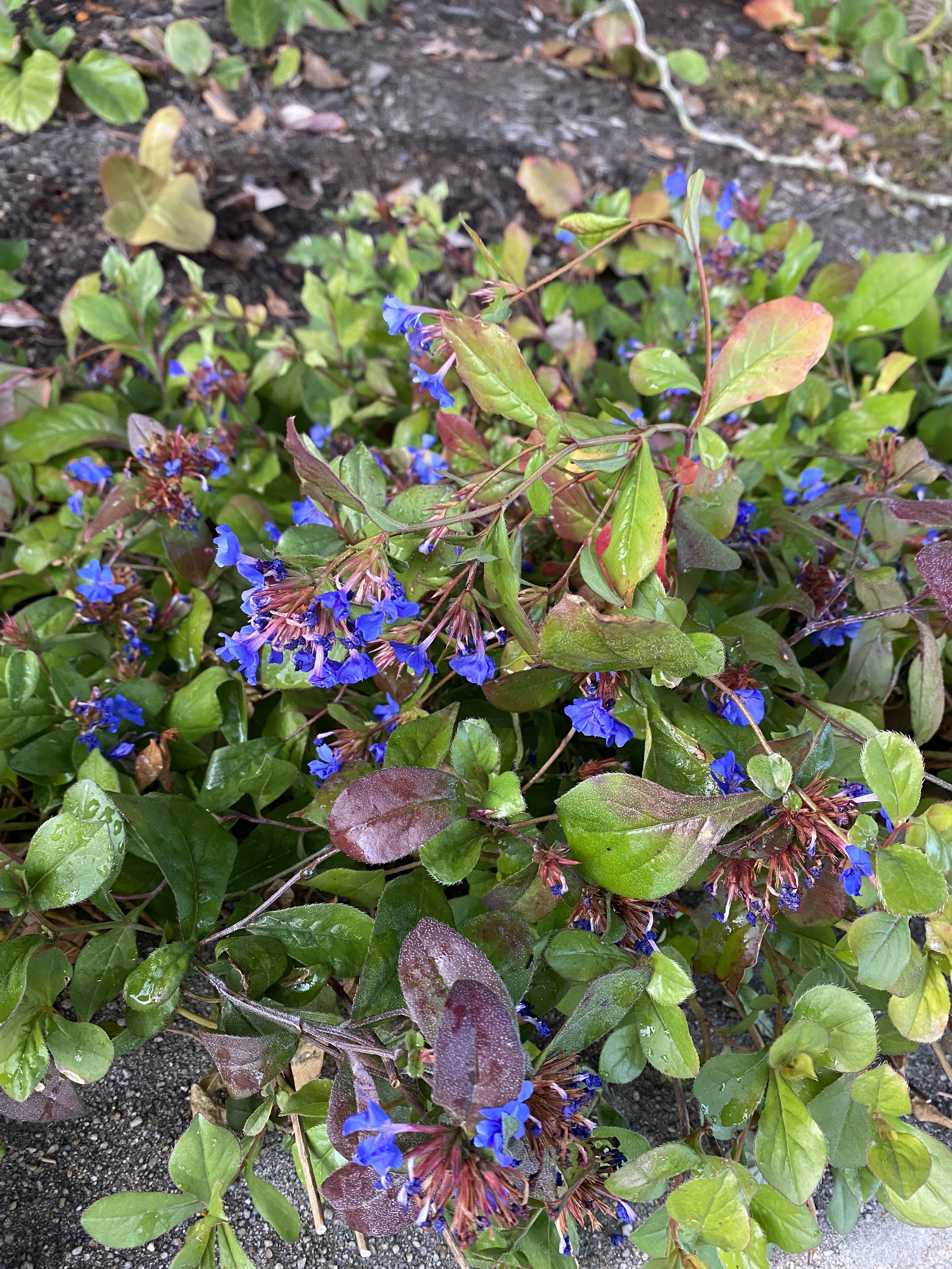 Small little purple flowers with red stems near petals and short, green leaves.