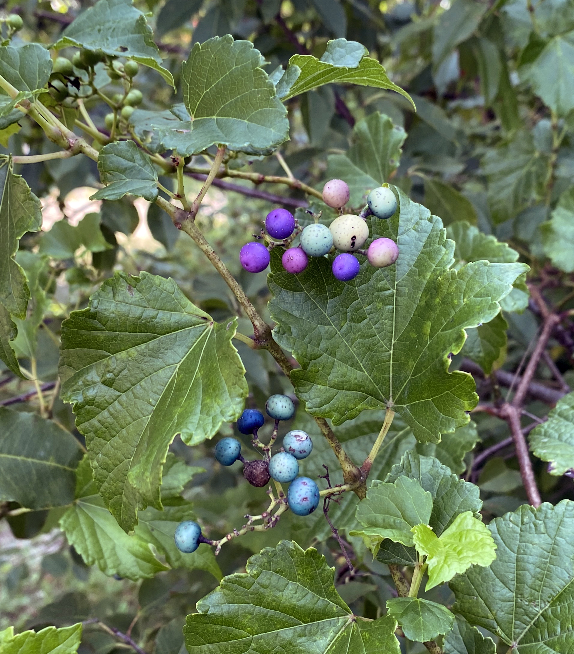 Colorful, cool-toned berries in shades of blue and purple growing from a vine with green leaves.