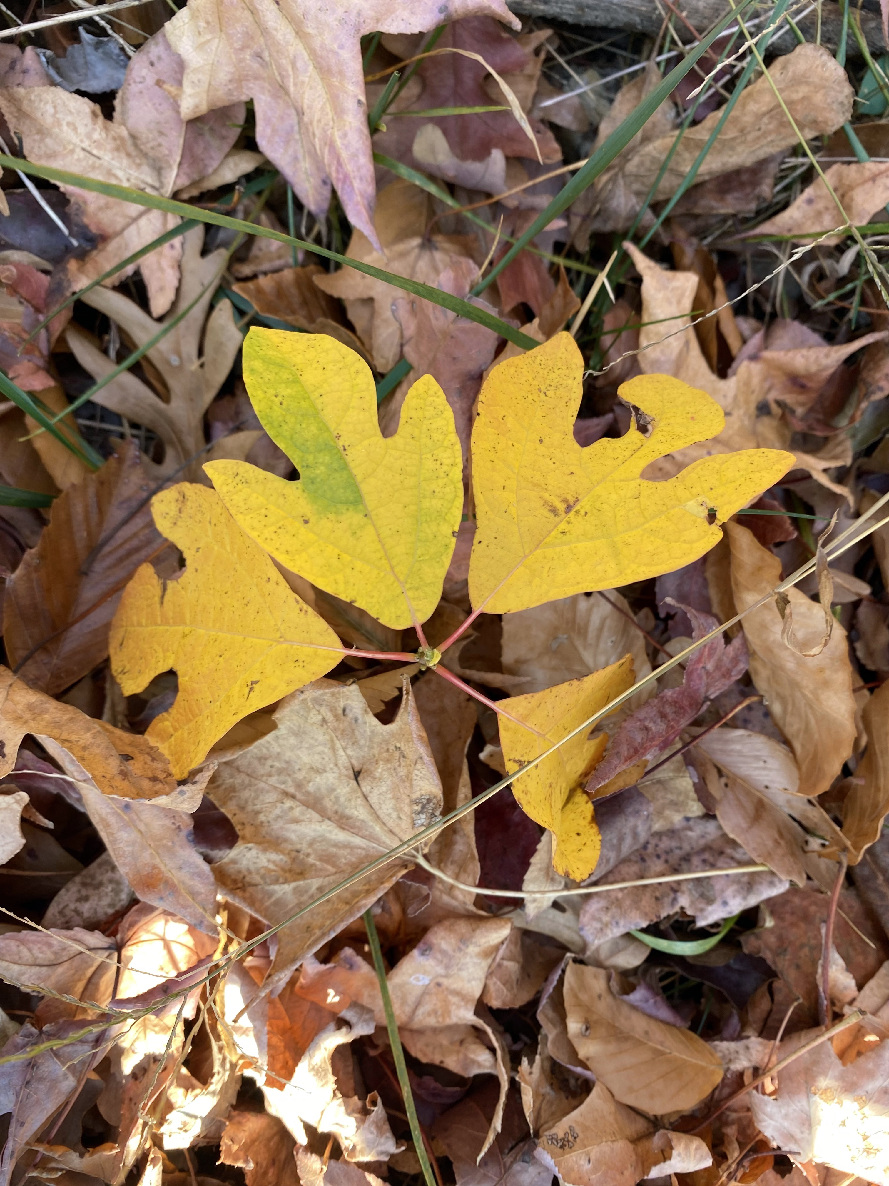 A tiny, young sassafras tree with just 4 leaves standing at just a few inches peeks out through some dead, brown leaves.