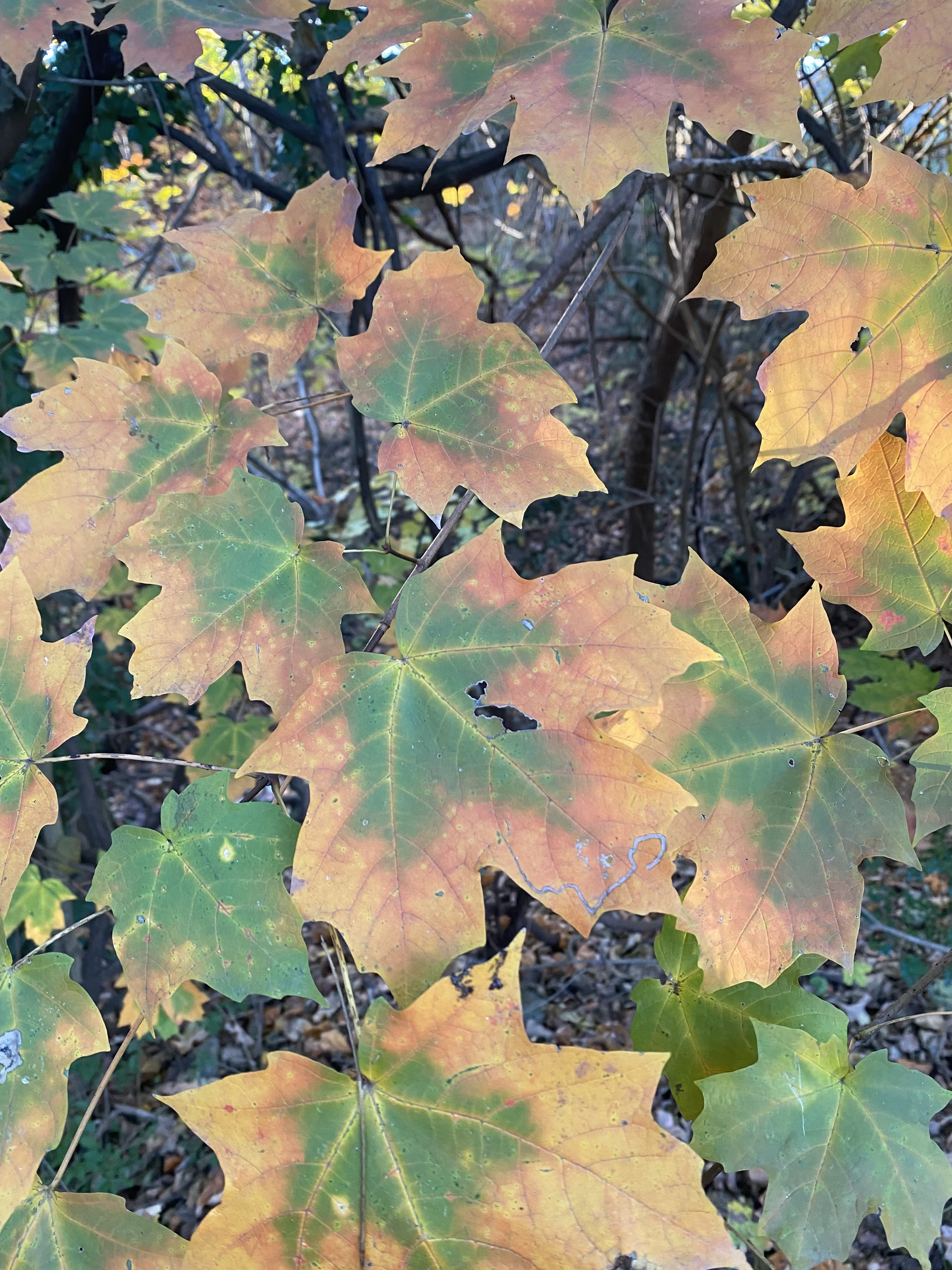 Star-shaped leaves turning yellow.