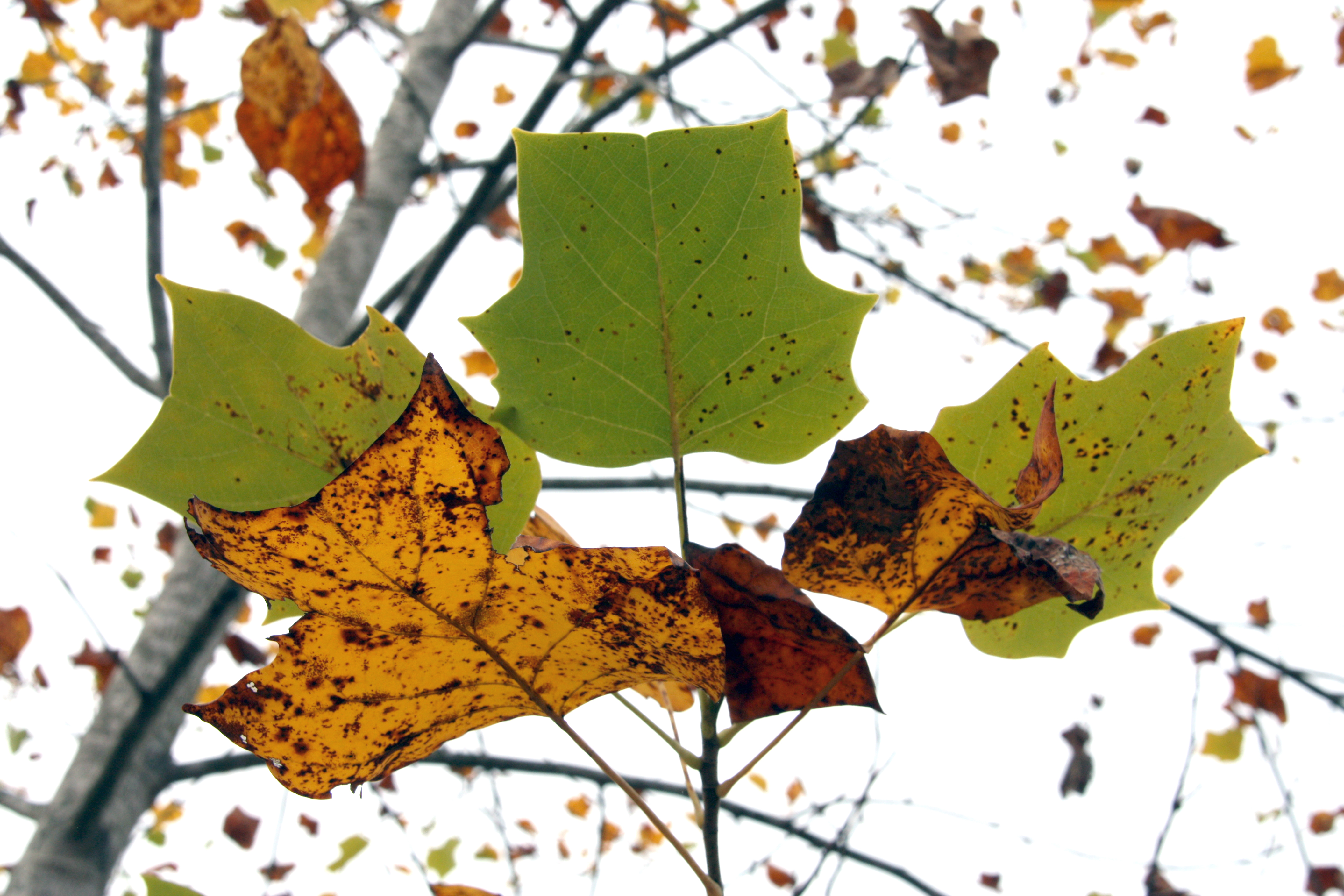 A group of around 6 leaves, some green, some yellow and brown, grow on a thin branch with the tree they belong to hovering in the background.