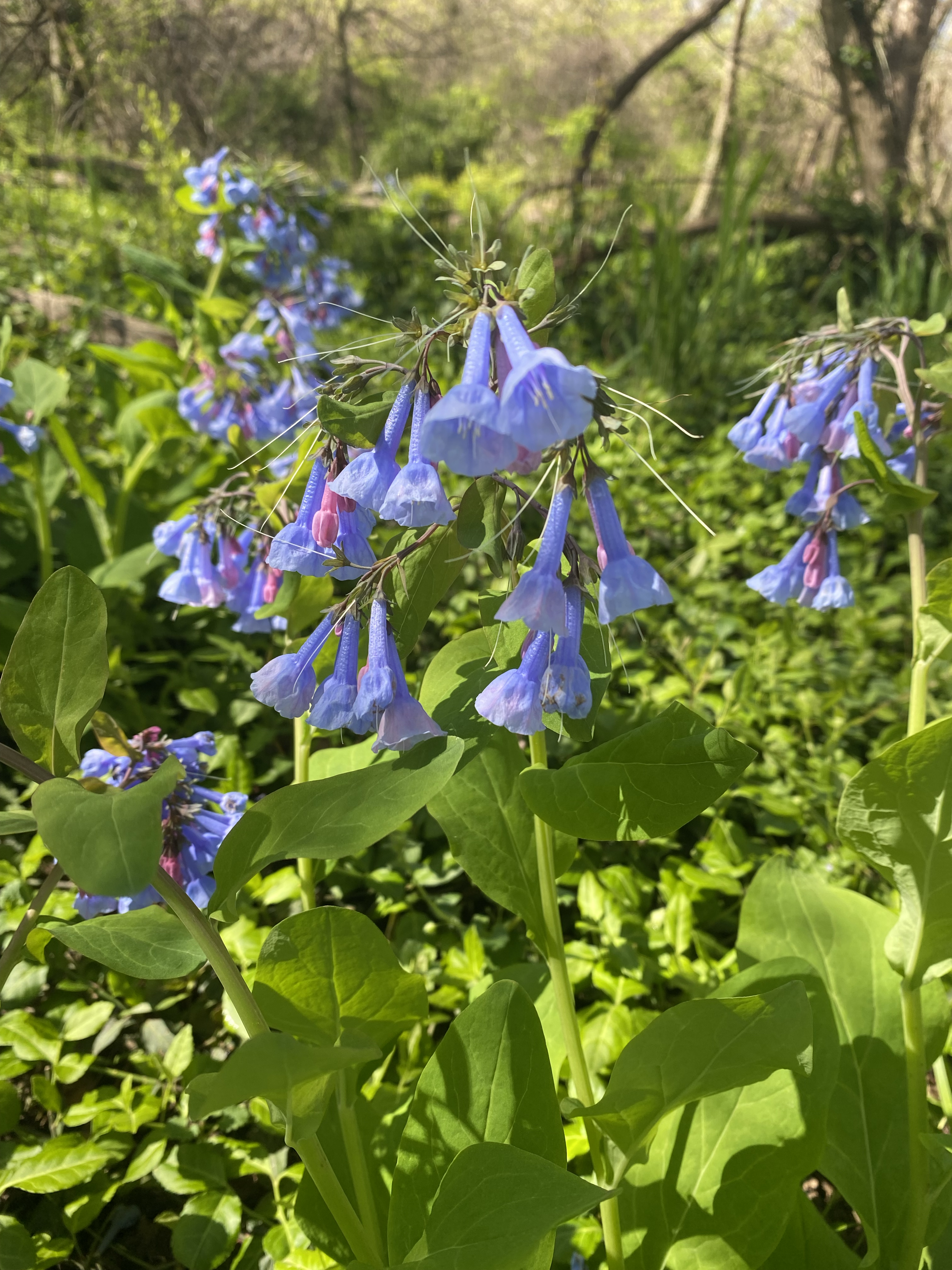 Hanging, bell-shaped lavender flowers growing on tall stalks in a wooded area.