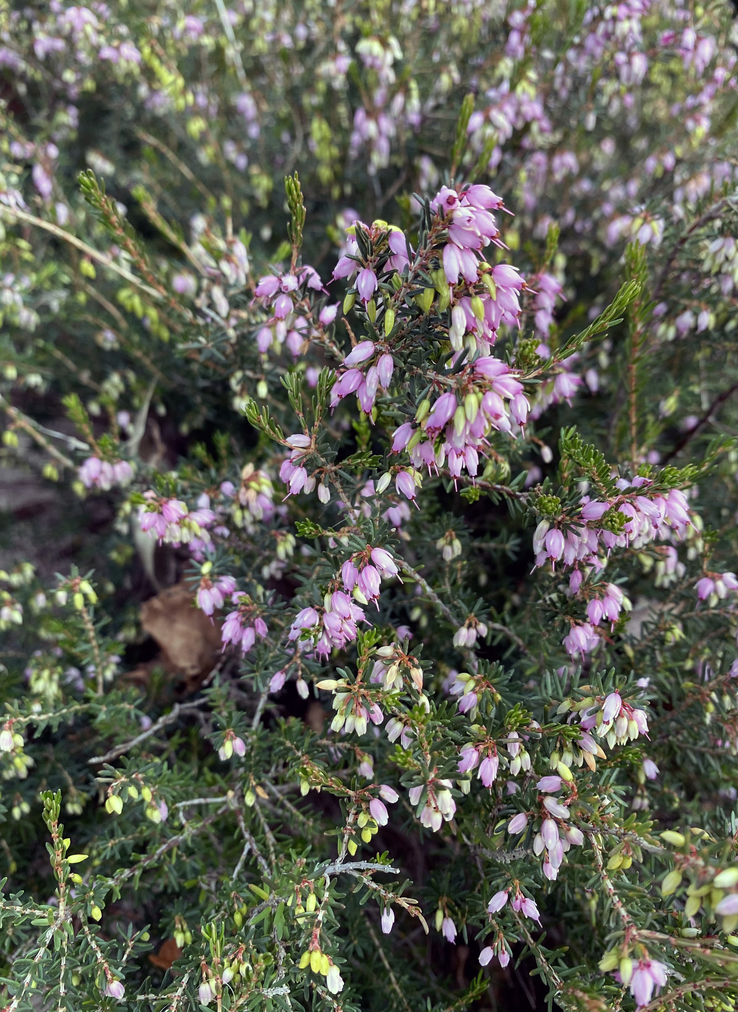 Small, numerous pink and yellow flowers growing on stems with tiny green leaves.