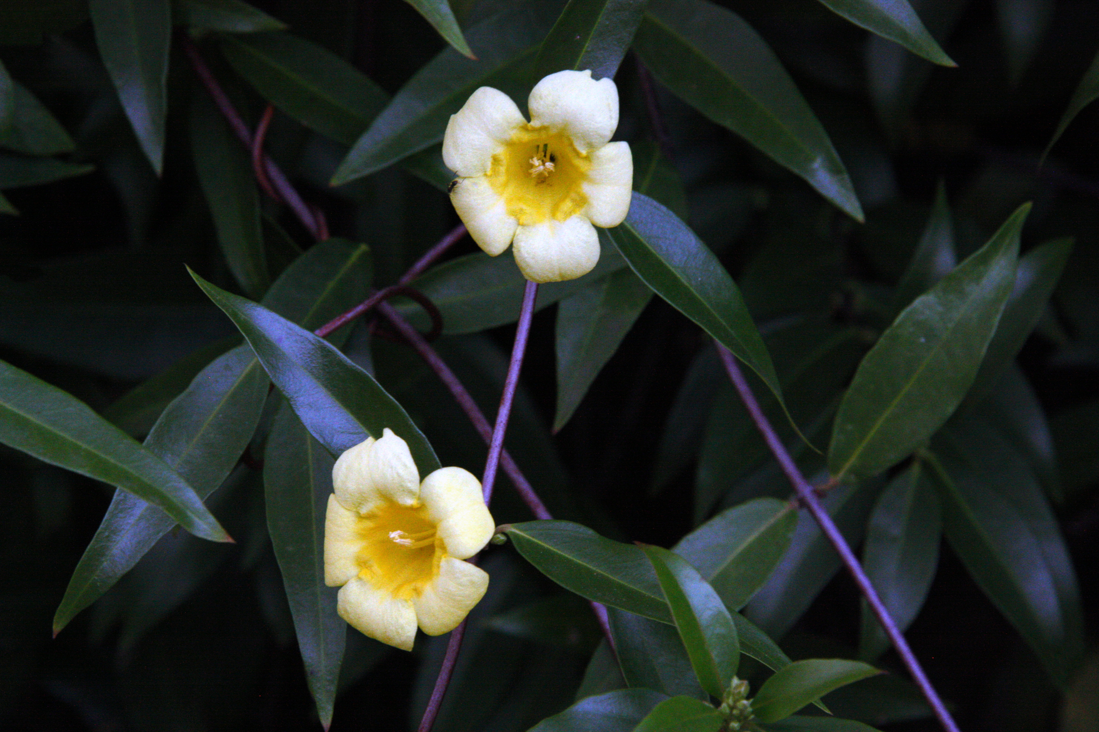 2 small, yellow flowers grow on a thin, dark purple vine amongst thin, dark green, waxy leaves.